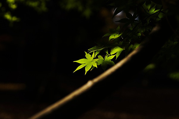 포토 JPG 주간 나무 식물 단풍 잎 자연 단풍나무 나뭇잎 사람없음 야외 아웃포커스 빛 나뭇가지 국내포토 자연요소 촬영기법 생태계 파일형식