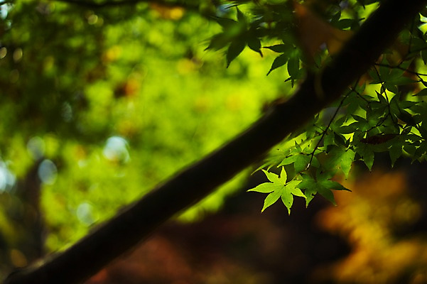 포토 JPG 주간 나무 식물 단풍 자연 단풍나무 나뭇잎 사람없음 야외 아웃포커스 나뭇가지 국내포토 자연요소 잎 촬영기법 생태계 파일형식