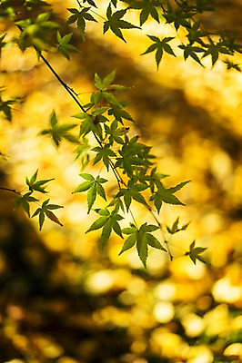 포토 JPG 주간 식물 단풍 잎 자연 나뭇잎 사람없음 야외 아웃포커스 나뭇가지 국내포토 자연요소 나무 촬영기법 생태계 파일형식