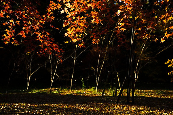 포토 JPG 주간 나무 식물 계절 단풍 자연 단풍나무 풍경 사람없음 야외 가을풍경 가을 국내포토 자연요소 잎 생태계 파일형식 가을_계절