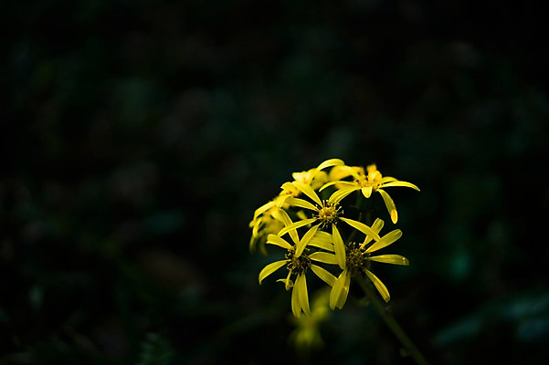 포토 JPG 식물 꽃 컬러 여러송이 자연 근접촬영 사람없음 야외 아웃포커스 노란색 국내포토 뷰포인트 다수 촬영기법 생태계 파일형식