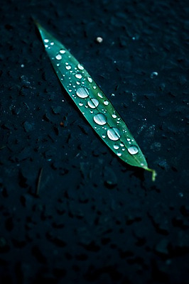 포토 JPG 식물 자연 나뭇잎 바닥 근접촬영 사람없음 야외 물 물방울 이슬 국내포토 자연요소 뷰포인트 잎 생태계 파일형식