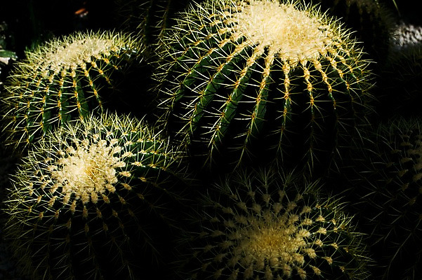 포토 JPG 식물 자연 선인장 근접촬영 사람없음 가시 열대식물 트로피컬아트 국내포토 뷰포인트 그림 생태계 파일형식