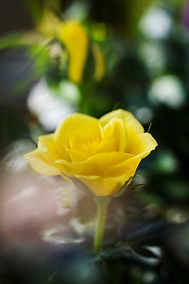 포토 JPG 식물 꽃 컬러 한송이 자연 근접촬영 사람없음 아웃포커스 장미 노란색 국내포토 1 뷰포인트 촬영기법 생태계 송이 파일형식