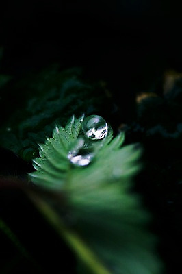 포토 JPG 식물 자연 나뭇잎 근접촬영 사람없음 야외 아웃포커스 물 물방울 이슬 국내포토 자연요소 뷰포인트 잎 촬영기법 생태계 파일형식