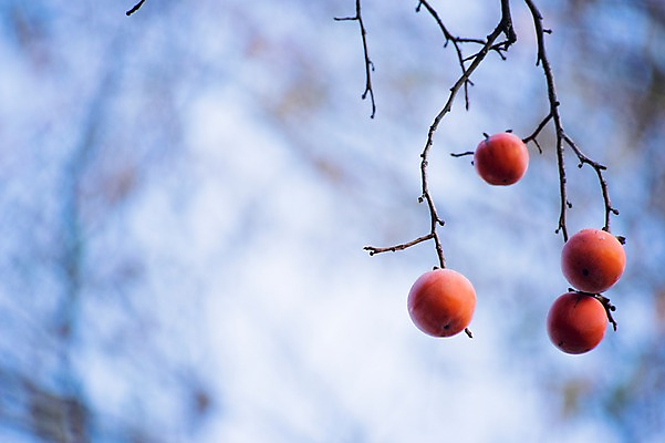 포토 JPG 주간 나무 식물 계절 열매 과일 감 사람없음 야외 아웃포커스 가을풍경 가을 나뭇가지 국내포토 자연요소 촬영기법 풍경 파일형식 가을_계절