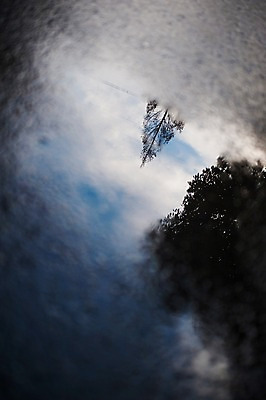 포토 JPG 주간 나무 식물 구름 자연 하늘 풍경 사람없음 야외 아웃포커스 국내포토 자연요소 촬영기법 생태계 파일형식