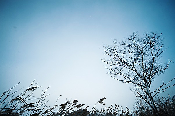 포토 JPG 주간 나무 식물 자연 하늘 갈대 풍경 사람없음 야외 억새 국내포토 자연요소 생태계 파일형식