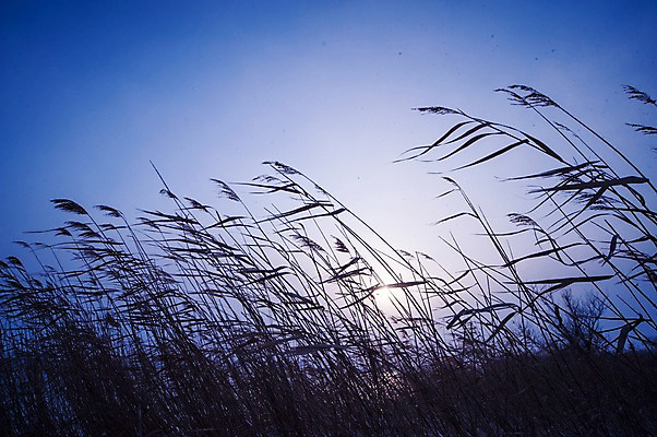 포토 JPG 주간 식물 실루엣 자연 하늘 갈대 풍경 사람없음 야외 햇빛 일몰 억새 국내포토 자연요소 촬영기법 태양 노을 생태계 파일형식