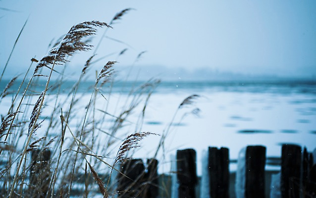 포토 JPG 주간 식물 계절 겨울 자연 갈대 풍경 사람없음 야외 아웃포커스 울타리 억새 국내포토 자연요소 촬영기법 담장 생태계 파일형식