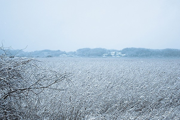 포토 JPG 주간 나무 식물 계절 겨울 자연 풍경 초원 사람없음 야외 눈 국내포토 자연요소 날씨 생태계 파일형식