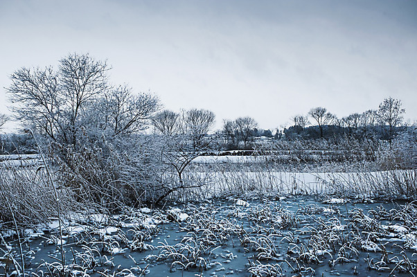 포토 JPG 주간 나무 식물 계절 겨울 자연 하늘 풍경 사람없음 야외 눈 국내포토 자연요소 날씨 생태계 파일형식