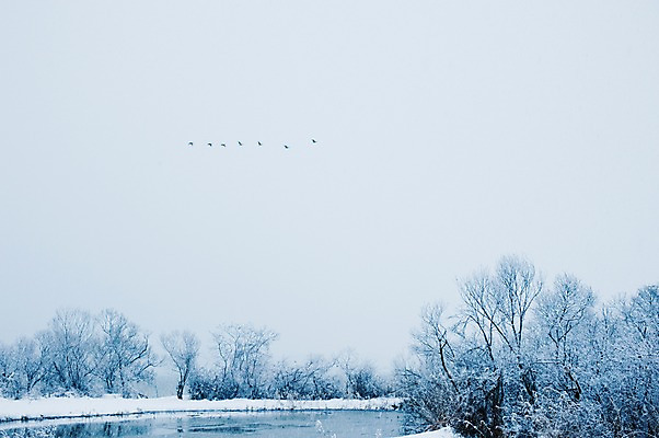 포토 JPG 주간 나무 식물 동물 계절 겨울 여러마리 자연 조류 풍경 사람없음 야외 비행 눈 연못 국내포토 자연요소 다수 날씨 생태계 파일형식