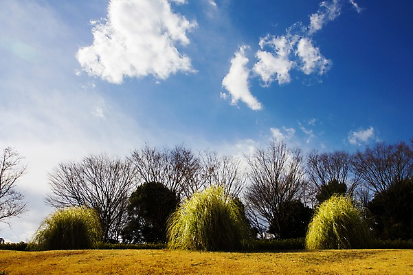 포토 JPG 주간 나무 식물 구름 자연 하늘 풍경 사람없음 야외 맑음 국내포토 자연요소 날씨 생태계 파일형식