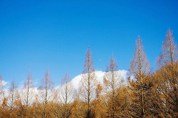 포토 JPG 주간 나무 식물 구름 자연 하늘 풍경 사람없음 야외 맑음 국내포토 자연요소 날씨 생태계 파일형식