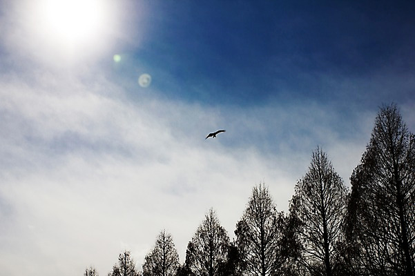 포토 JPG 주간 나무 식물 동물 구름 한마리 자연 조류 하늘 풍경 사람없음 야외 햇빛 태양 비행 국내포토 자연요소 1 생태계 파일형식