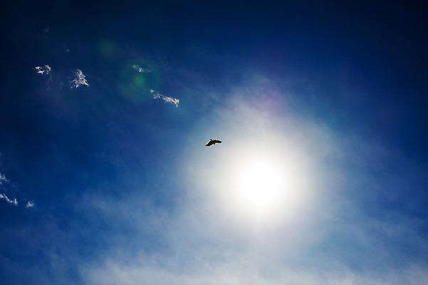 포토 JPG 주간 동물 구름 한마리 자연 조류 하늘 풍경 사람없음 야외 햇빛 태양 비행 국내포토 자연요소 1 생태계 파일형식