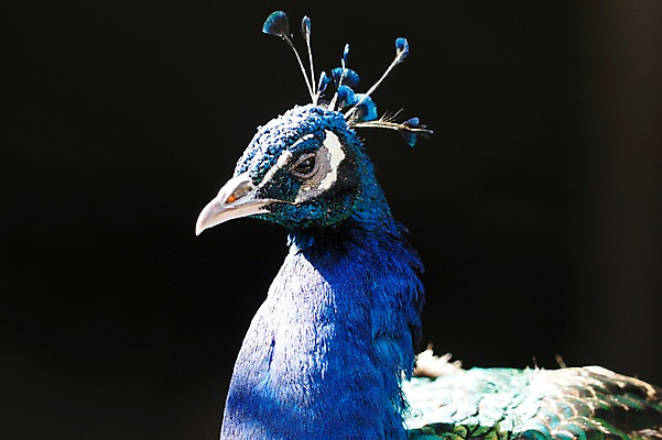 포토 JPG 주간 동물 한마리 야생동물 조류 동물원 사람없음 야외 공작 깃털 국내포토 자연요소 1 파일형식