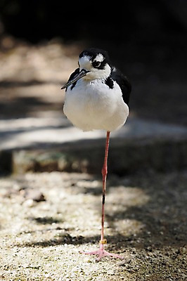 포토 JPG 주간 동물 한마리 야생동물 조류 동물원 사람없음 야외 아웃포커스 국내포토 자연요소 1 촬영기법 파일형식