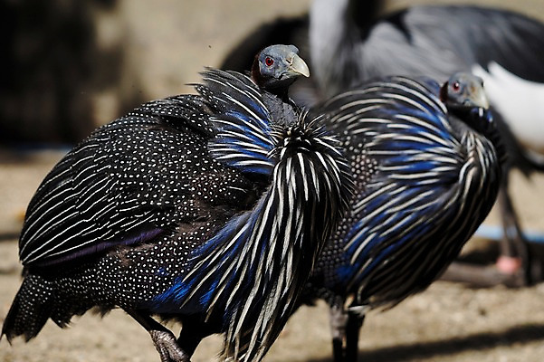 포토 JPG 주간 동물 야생동물 두마리 조류 동물원 사람없음 야외 아웃포커스 국내포토 자연요소 2 촬영기법 파일형식