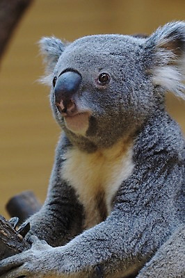 포토 JPG 주간 동물 한마리 야생동물 포유류 초식동물 동물원 사람없음 야외 코알라 국내포토 자연요소 1 파일형식