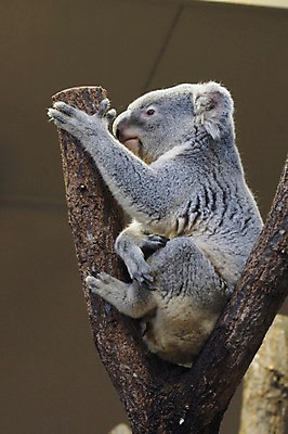 포토 JPG 주간 나무 동물 한마리 야생동물 포유류 초식동물 동물원 앉기 사람없음 야외 나뭇가지 코알라 국내포토 자연요소 식물 1 모션 파일형식