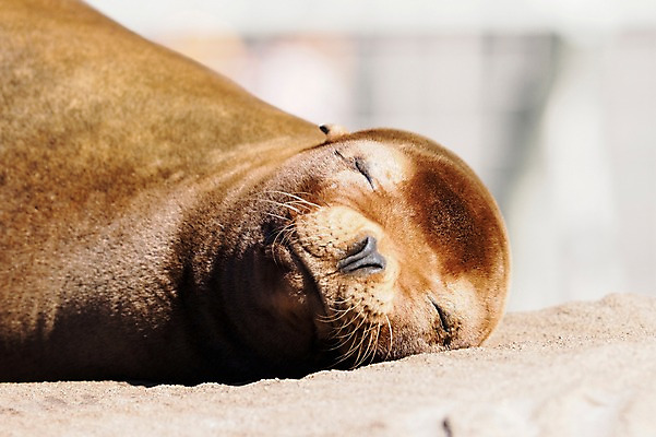 포토 JPG 주간 동물 한마리 야생동물 포유류 동물원 사람없음 야외 아웃포커스 눕기 눈감음 수중동물 잠 물개 국내포토 자연요소 1 모션 촬영기법 바다동물 파일형식
