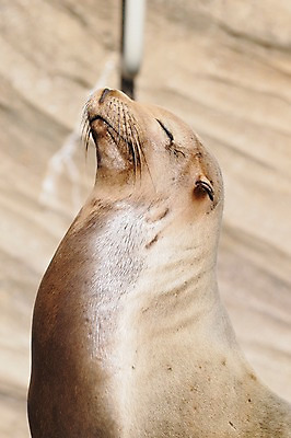 포토 JPG 주간 동물 한마리 야생동물 포유류 동물원 근접촬영 사람없음 야외 아웃포커스 눈감음 수중동물 물개 국내포토 자연요소 1 뷰포인트 모션 촬영기법 바다동물 파일형식