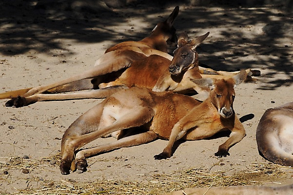 포토 JPG 주간 동물 야생동물 여러마리 포유류 동물원 그림자 사람없음 야외 눕기 캥거루 국내포토 자연요소 다수 모션 파일형식
