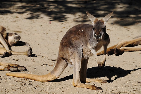 포토 JPG 주간 동물 야생동물 포유류 동물원 그림자 사람없음 야외 캥거루 국내포토 자연요소 파일형식