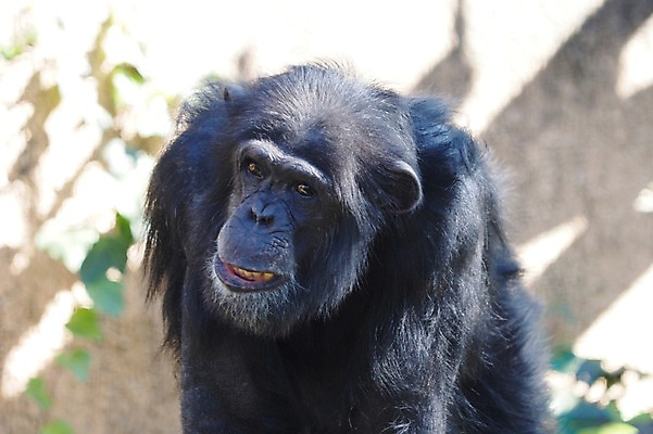 포토 JPG 주간 동물 한마리 야생동물 포유류 동물원 사람없음 야외 아웃포커스 침팬지 국내포토 자연요소 1 촬영기법 파일형식