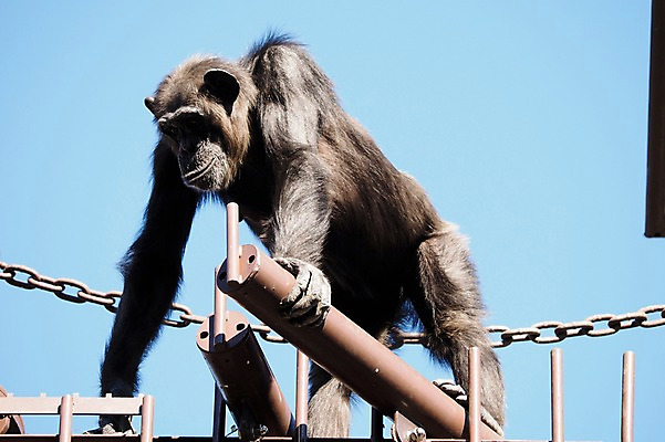 포토 JPG 주간 동물 한마리 야생동물 포유류 동물원 사람없음 야외 쇠사슬 침팬지 국내포토 자연요소 1 파일형식