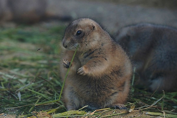 포토 JPG 주간 동물 야생동물 두마리 동물원 사람없음 야외 아웃포커스 풀 설치류 먹이 먹기 다람쥐과 프레리도그 국내포토 자연요소 식물 2 포유류 모션 촬영기법 파일형식
