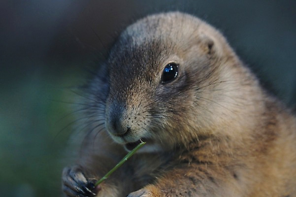 포토 JPG 주간 동물 한마리 야생동물 초식동물 동물원 근접촬영 사람없음 야외 아웃포커스 풀 설치류 먹이 먹기 다람쥐과 프레리도그 국내포토 자연요소 식물 1 뷰포인트 포유류 모션 촬영기법 파일형식