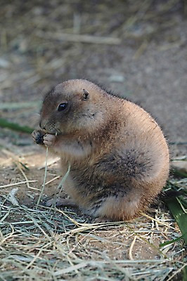 포토 JPG 주간 동물 한마리 야생동물 초식동물 동물원 사람없음 야외 아웃포커스 풀 설치류 먹이 먹기 다람쥐과 프레리도그 국내포토 자연요소 식물 1 포유류 모션 촬영기법 파일형식
