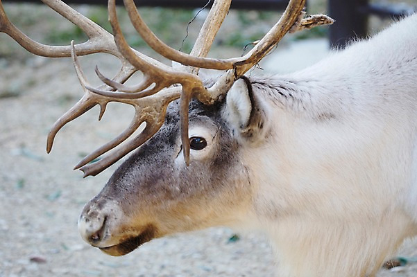 포토 JPG 주간 동물 한마리 야생동물 포유류 초식동물 사슴 뿔 동물원 근접촬영 사람없음 야외 아웃포커스 국내포토 자연요소 1 뷰포인트 촬영기법 파일형식