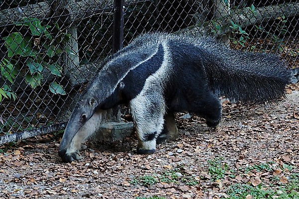포토 JPG 주간 동물 한마리 야생동물 포유류 동물원 사람없음 야외 철조망 개미핥기 국내포토 자연요소 1 파일형식