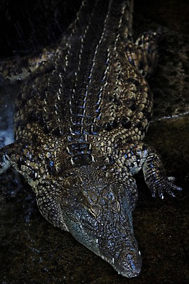 포토 JPG 주간 동물 한마리 야생동물 파충류 동물원 사람없음 야외 악어 국내포토 자연요소 1 파일형식