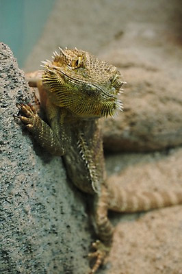 포토 JPG 주간 동물 한마리 야생동물 파충류 동물원 근접촬영 사람없음 야외 아웃포커스 이구아나 국내포토 자연요소 1 뷰포인트 촬영기법 파일형식