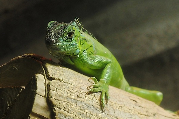 포토 JPG 주간 나무 동물 한마리 야생동물 파충류 동물원 근접촬영 사람없음 야외 아웃포커스 이구아나 국내포토 자연요소 식물 1 뷰포인트 촬영기법 파일형식