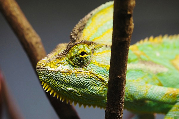 포토 JPG 주간 동물 한마리 야생동물 파충류 동물원 근접촬영 사람없음 야외 아웃포커스 나뭇가지 이구아나 국내포토 자연요소 나무 1 뷰포인트 촬영기법 파일형식