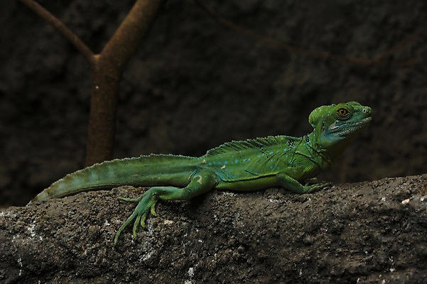 포토 JPG 주간 동물 한마리 야생동물 파충류 동물원 사람없음 야외 나뭇가지 이구아나 국내포토 자연요소 나무 1 파일형식