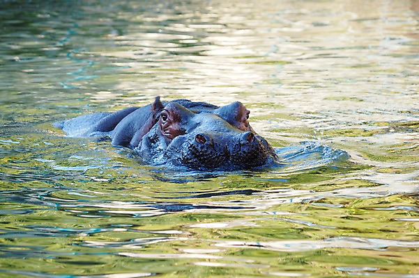 포토 JPG 주간 동물 한마리 야생동물 포유류 동물원 사람없음 야외 수영 수중동물 연못 하마 국내포토 자연요소 1 수상스포츠 파일형식