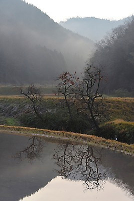 포토 JPG 주간 나무 식물 호수 자연 산 물그림자 그림자 풍경 사람없음 야외 반사 안개 국내포토 자연요소 날씨 생태계 파일형식