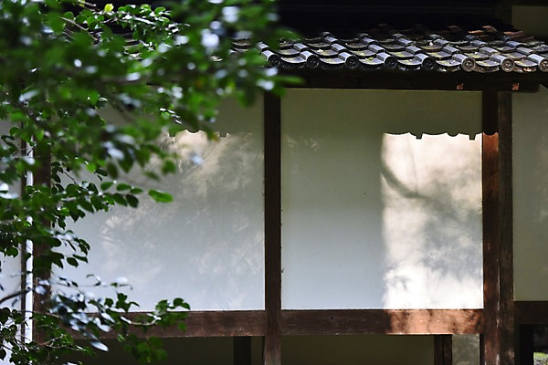 포토 JPG 주간 나무 식물 전통 건축물 고건축 일본문화 주택 기와 그림자 풍경 사람없음 야외 아웃포커스 일본 일본전통 처마 일본건축 국내포토 자연요소 동양문화 건축 아시아 외국문화 촬영기법 건물 동양건축 파일형식