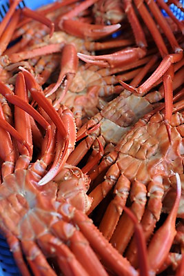 포토 JPG 음식 여러마리 식재료 사람없음 아웃포커스 바구니 게 해산물 수산시장 대게 국내포토 다수 촬영기법 갑각류 시장 파일형식