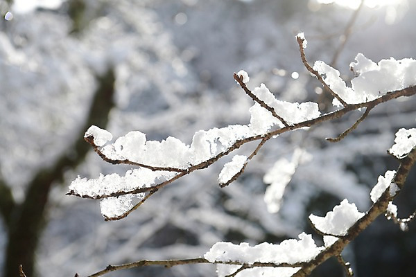 포토 JPG 주간 나무 식물 계절 설경 겨울 자연 풍경 사람없음 야외 아웃포커스 나뭇가지 눈 국내포토 자연요소 날씨 촬영기법 생태계 파일형식