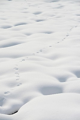 포토 JPG 주간 계절 백그라운드 설경 겨울 자연 풍경 사람없음 야외 설원 눈 발자국 국내포토 자연요소 자국 날씨 눈_날씨 생태계 파일형식