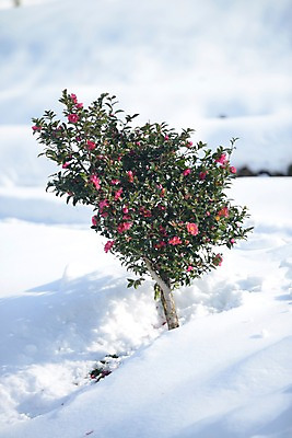 포토 JPG 주간 나무 식물 계절 꽃 겨울 자연 꽃나무 풍경 사람없음 야외 눈 국내포토 자연요소 날씨 생태계 파일형식