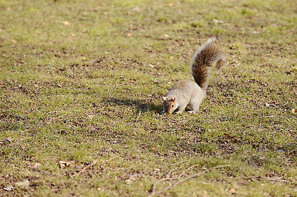 포토 JPG 주간 동물 한마리 해외풍경 공원 야생동물 아메리카 풍경 잔디 사람없음 야외 미국 뉴욕 다람쥐 국내포토 자연요소 식물 1 해외 공공시설 북아메리카 설치류 대륙 파일형식